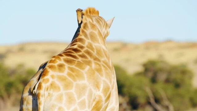 Close up of a Giraffe looking into camera