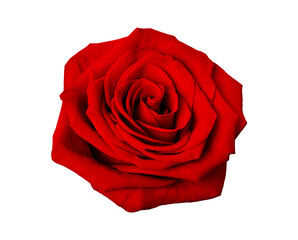 Beautiful red rose isolated on a white background. - 788596888