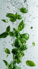 Fresh juicy green basil leaves flying in splashes of water for making pesto. Creative food layout. Food levitation concept.