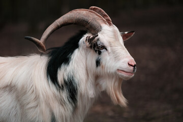 Fototapeta premium portrait of a goat