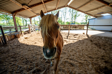 little cute pony in paddock paradise wide-angle weird look