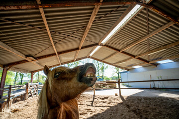 little cute pony in paddock paradise wide-angle weird look - obrazy, fototapety, plakaty