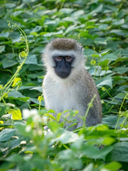 Vervet Monkey at a field on Mount Kigali, Rwanda