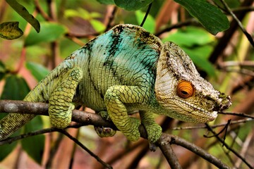 Calumma parsonii - a genus of chameleon (highly adapted and specialised lizard) endemic to the island of Madagascar (Madagascar)