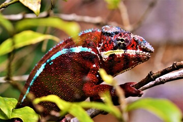 The Panther chameleon (Furcifer pardalis) - a species of chameleon found in the eastern and northern parts of Madagascar in a tropical forest biome (Madagascar)