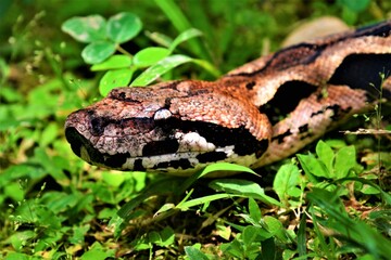 Madagascar ground boa or Malagasy ground boa (Acrantophis madagascariensis) - a species of boid snake in the subfamily Sanziniinae that is endemic to the island of Madagascar