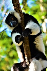 The indri (Indri indri, also called the babakoto), one of the largest living lemurs, in Analamazaotra Special Reserve (Andasibe area, Madagascar)
