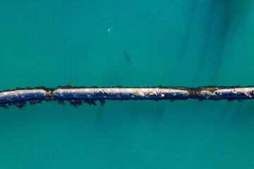 Aerial, marine and pipeline in ocean or sea, animals and seals on export pipe for fuel or gas...