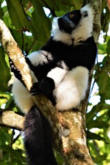The indri (Indri indri, also called the babakoto), one of the largest living lemurs, in Analamazaotra Special Reserve (Andasibe area, Madagascar)