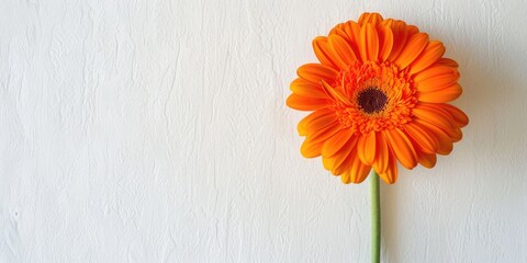 Vibrant orange flower against a clean white background. Perfect for interior design projects