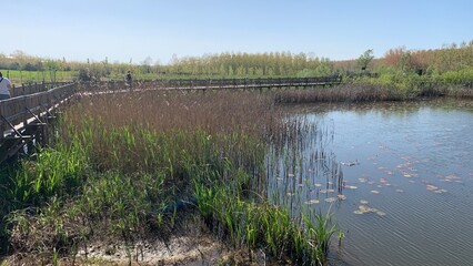 Acarlar longozu lotus flower Karasu, Sakarya, Turkey, 
