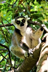 Ring-tailed lemur (Lemur catta, known locally in Malagasy as 