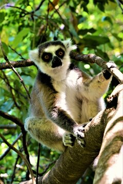 Ring-tailed lemur (Lemur catta, known locally in Malagasy as "maky") observed in the Anja Community Reserve (nearest towns: Ambalavao and Fianarantsoa, Madagascar)