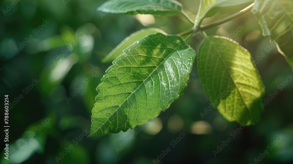 Poster detailed view of a leaf on a tree, suitable for nature backgrounds