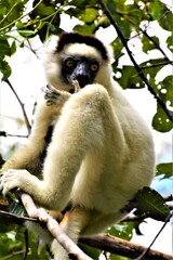 Verreaux's sifaka (Propithecus verreauxi, white sifaka) - a medium-sized primate in the Indriidae lemur family (Zombitse-Vohibasia National Park, Atsimo-Andrefana region, south-west Madagascar)