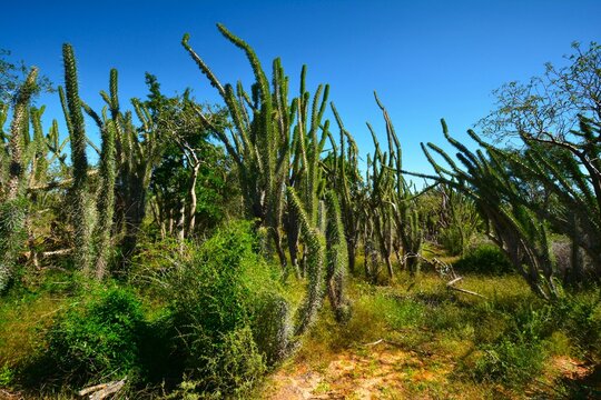 Didierea madagascariensis (commonly known as the "Octopus tree") observed in Tsimanampetsotsa National Park (Atsimo-Andrefana Region, south-west coast of Madagascar)