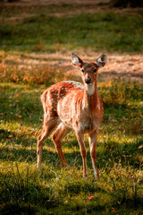 deer in the forest
