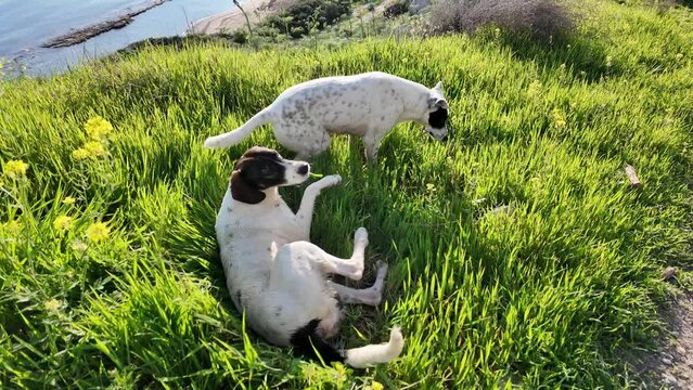 Two dogs frolic on the seashore in the grass, on a bright sunny day.