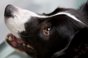 Close-up of side portrait of female Border Collie with focus on eye 