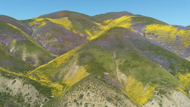 Drone footage of wildflower super bloom in California. Carrizo Plain National Monument, San Luis Obispo county. 2023, April, 24th.