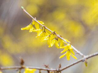Forsythia. Blooming forsythia bush. Yellow flower on a branch of forsythia.