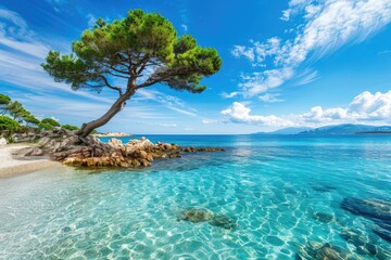 Clear Coastal Climate. Pine Trees by the Crystal Blue Sea