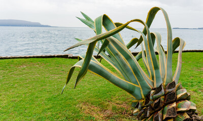 Lake Garda in Italy. Agave. Genus of monocots native to the arid regions. Polianthes and Prochnyanthes. Polycarpic. Closely related genera Yucca, Hesperoyucca, and Hesperaloe. Maguey. Succulent