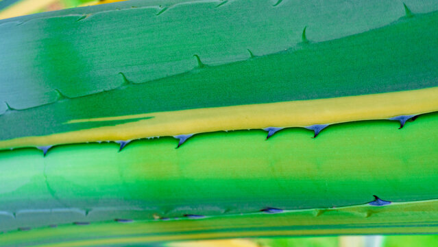 Agave. Genus of monocots native to the arid regions. Manfreda, Mangave, Polianthes and Prochnyanthes. Polycarpic. Closely related genera Yucca, Hesperoyucca, and Hesperaloe. Maguey. Сactus. Succulent