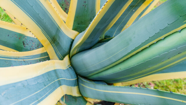 Agave. Genus of monocots native to the arid regions. Manfreda, Mangave, Polianthes and Prochnyanthes. Polycarpic. Closely related genera Yucca, Hesperoyucca, and Hesperaloe. Maguey. Сactus. Succulent