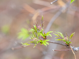 Small buds of sambucus racemosa in early spring time.