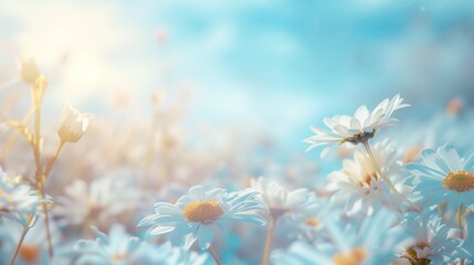 Daisies thrive and blossom under the radiant summer sky.