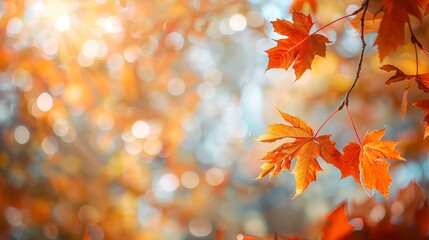 Fototapeta premium Autumn leaves are bathed in sunlight, with a dreamy bokeh background adding to the enchanting scene.