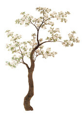 Fototapeta na wymiar Japanese cherry blossom tree png on transparent background