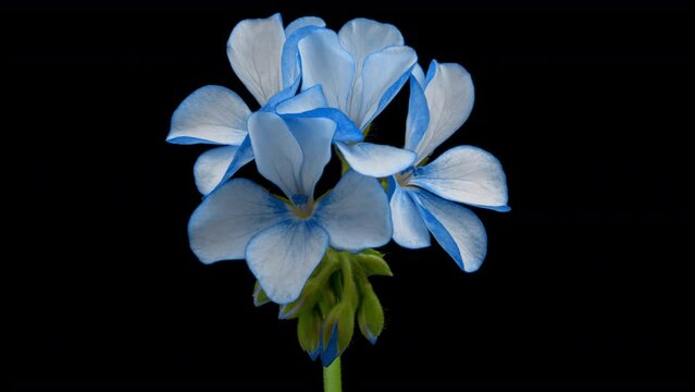 Beautiful blue flower blooming on black background. Blooming geranium flower close-up