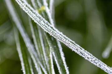 Close-up of frost on a blade of dark green grass - bokeh in the background