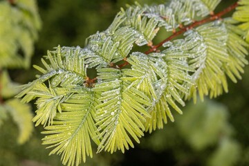 Frosted redwood leaves with frozen dew drops - mid-April - spring in Central Europe