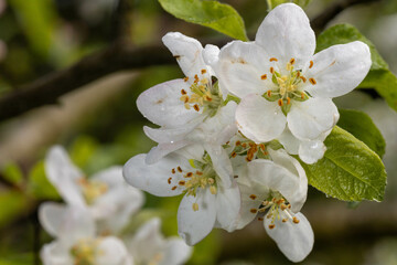 Moist white apple blossoms in the morning with frost in the garden - mid-April in Central Europe