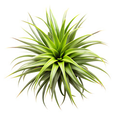 Fototapeta premium top view air plant isolated on transparent background, element remove background, element for design
