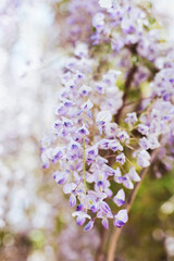 Beautiful flowers of Wisteria in a spring garden on a sunny day.