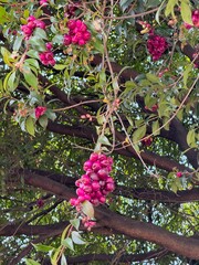 Gajo de frutos lindos rojos naturales en la rama del árbol 