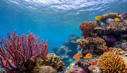 background of coral reef underwater with copy space ocean sea 