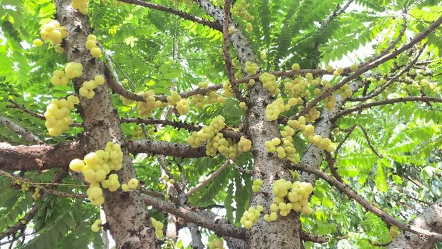 The gooseberry tree has many yellow fruits.