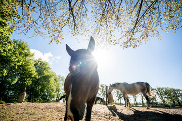 Brown Lusitano horse mare in paddock paradise