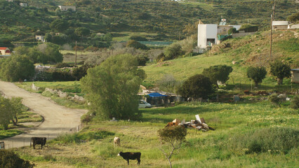 Vache noire et blanche dans un pâturage