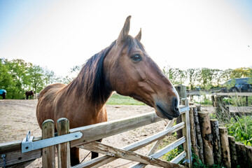 Brown Lusitano horse mare in paddock paradise
