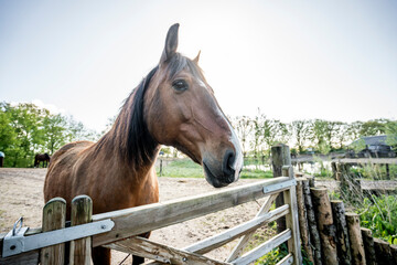 Brown Lusitano horse mare in paddock paradise