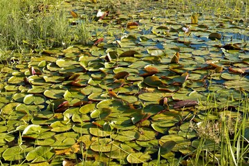Water Lily (Nymphaea micrantha). Malawi. Africa.