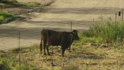 Vache noire et blanche dans un pâturage
