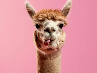 Portrait of cute alpaca lama isolated showing tongue