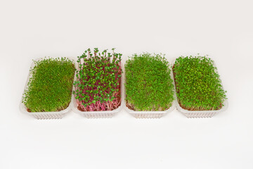 Growing various micro-green plants at home in phytolamp light.